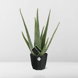 Aloe Vera 12cm in 14cm b.for rock living black (21637)
