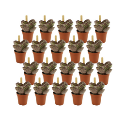 Kalanchoe Humilis - 20 stuks (23393)
