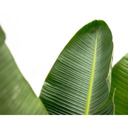 Strelitzia Augusta de luxe XXL - 250cm - ø38 (8721055694069)