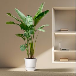 Strelitzia Augusta de luxe XXL - 250cm - ø38 (8721055694069)