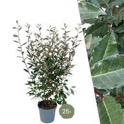 Plants by frank 25 grote Olijfwilg planten voor 10 strekkende meter haag | ↨ 100-125 cm in 12 liter pot (8721001420971)