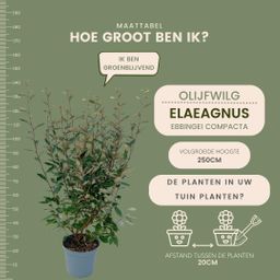 Plants by frank 25 grote Olijfwilg planten voor 10 strekkende meter haag | ↨ 100-125 cm in 12 liter pot (8721001420971)