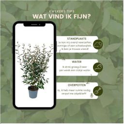 Plants by frank 25 grote Olijfwilg planten voor 10 strekkende meter haag | ↨ 100-125 cm in 12 liter pot (8721001420971)