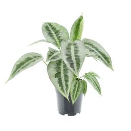 Schismatoglottus Mottleyana P14 (30055)