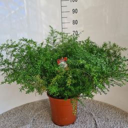 Asparagus Densiflorus Cwebe (29055)