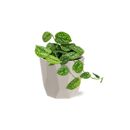 Scindapsus Pictus ‘Argyraeus’ in ELHO b.for rock 14 cm warm grey (21609)