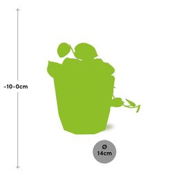 Scindapsus Pictus ‘Argyraeus’ in ELHO b.for rock 14 cm warm grey (21609)