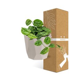 Scindapsus Pictus ‘Argyraeus’ in ELHO b.for rock 14 cm warm grey (21609)