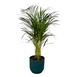 Areca palm - ↨85cm - Ø19cm inclusief elho Vibes Fold Round blauw D22xH20 (8721081602168)