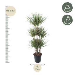 Dracaena Bicolor Carrousel - 150 cm - ø31 (8721055692225)