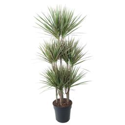 Dracaena Bicolor Carrousel - 150 cm - ø31 (8721055692225)