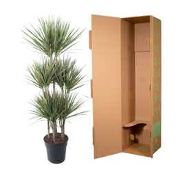 Dracaena Bicolor Carrousel - 150 cm - ø31 (8721055692225)