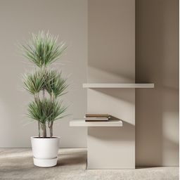 Dracaena Bicolor Carrousel - 150 cm - ø31 (8721055692225)