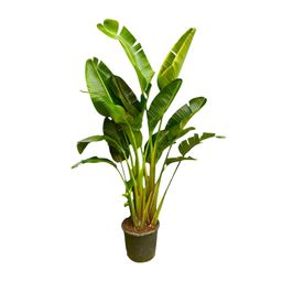 Strelitzia Augusta multi stam XXL - 250 cm - ø30-40 (8721055694090)