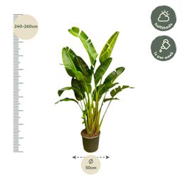 Strelitzia Augusta multi stam XXL - 250 cm - ø30-40 (8721055694090)