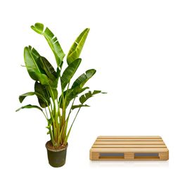 Strelitzia Augusta multi stam XXL - 250 cm - ø30-40 (8721055694090)
