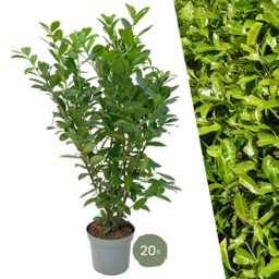 Plants by frank Grote Laurierkers Rotundifolia voor 10 strekkende meter haag | - 15L - 20x | ↨ 125-150 cm (8721001420919)
