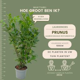 Plants by frank Grote Laurierkers Rotundifolia voor 10 strekkende meter haag | - 15L - 20x | ↨ 125-150 cm (8721001420919)