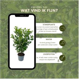 Plants by frank Grote Laurierkers Rotundifolia voor 10 strekkende meter haag | - 15L - 20x | ↨ 125-150 cm (8721001420919)
