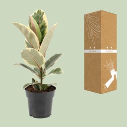 Ficus Elastica Tineke (22100)