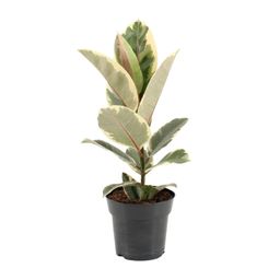 Ficus Elastica Tineke (22100)