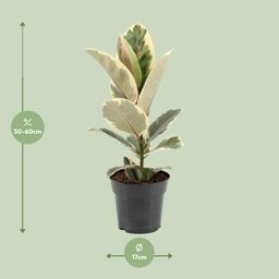 Ficus Elastica Tineke (22100)
