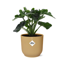 Philodendron Atom in ELHO Vibes Fold 14cm geel (21702)
