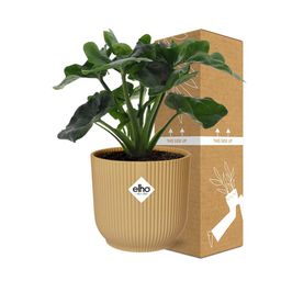 Philodendron Atom in ELHO Vibes Fold 14cm geel (21702)