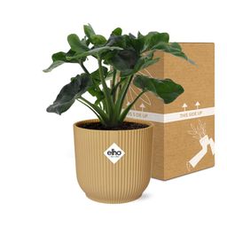 Philodendron Atom in ELHO Vibes Fold 14cm geel (21702)