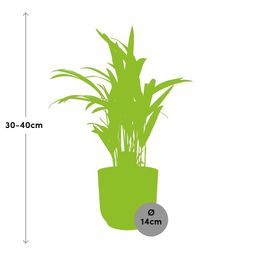 Dypsis Lutescens (Areca) 12cm in ELHO Vibes Fold 14cm geel (21690)
