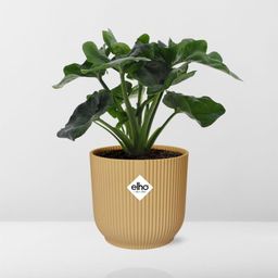 Philodendron Atom in ELHO Vibes Fold 14cm geel (21702)