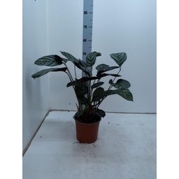 Ctenanthe Setosa Compactstar (28962)