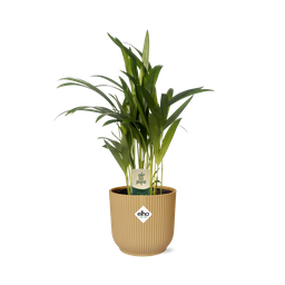 Dypsis Lutescens (Areca) 12cm in ELHO Vibes Fold 14cm geel (21690)