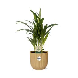 Dypsis Lutescens (Areca) 12cm in ELHO Vibes Fold 14cm geel (21690)