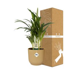 Dypsis Lutescens (Areca) 12cm in ELHO Vibes Fold 14cm geel (21690)