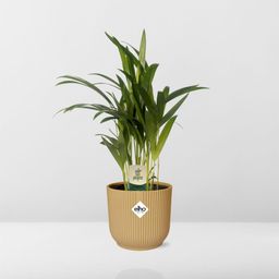 Dypsis Lutescens (Areca) 12cm in ELHO Vibes Fold 14cm geel (21690)