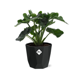 Philodendron Atom in 14cm b.for rock living black (21665)