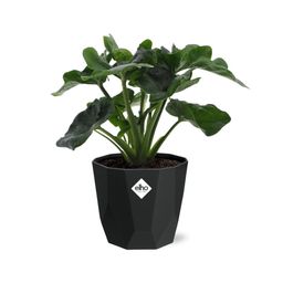 Philodendron Atom in 14cm b.for rock living black (21665)