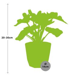 Philodendron Atom in 14cm b.for rock living black (21665)
