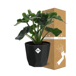 Philodendron Atom in 14cm b.for rock living black (21665)