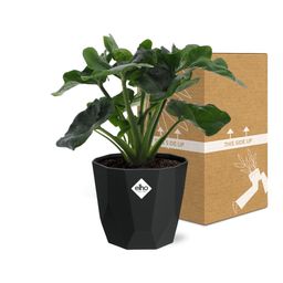 Philodendron Atom in 14cm b.for rock living black (21665)
