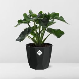 Philodendron Atom in 14cm b.for rock living black (21665)