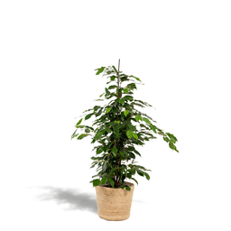 Ficus benjamina Danielle - Mand Selin (8720634289665)