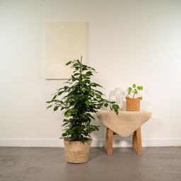 Ficus benjamina Danielle - Mand Selin (8720634289665)