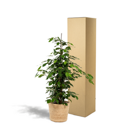Ficus benjamina Danielle - Mand Selin (8720634289665)