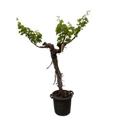 Druivenboom (Vitis Vinifera) stam vertakt - 220cm - ø55 (8721055693338)