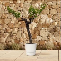 Druivenboom (Vitis Vinifera) stam vertakt - 220cm - ø55 (8721055693338)