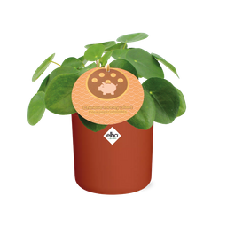 Pilea Peperomioides 12cm in ELHO b.for soft rond 14cm brique (21467)