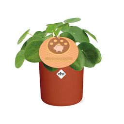 Pilea Peperomioides 12cm in ELHO b.for soft rond 14cm brique (21467)