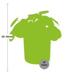 Pilea Peperomioides 12cm in ELHO b.for soft rond 14cm brique (21467)